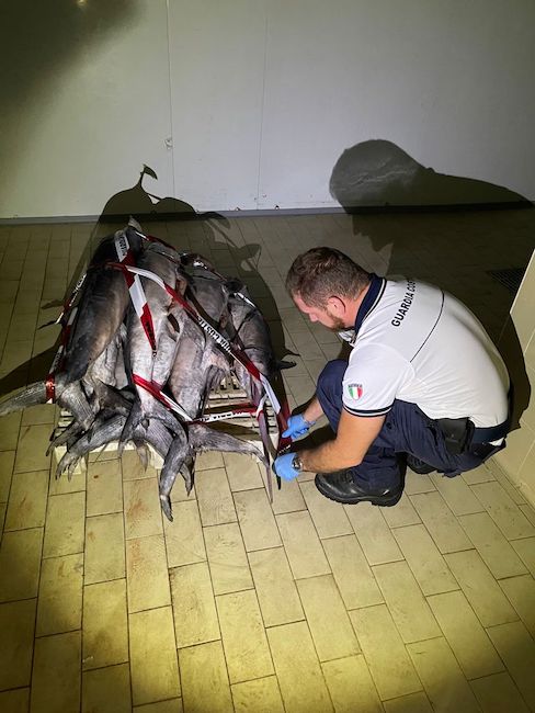 pesce spada sequestrato