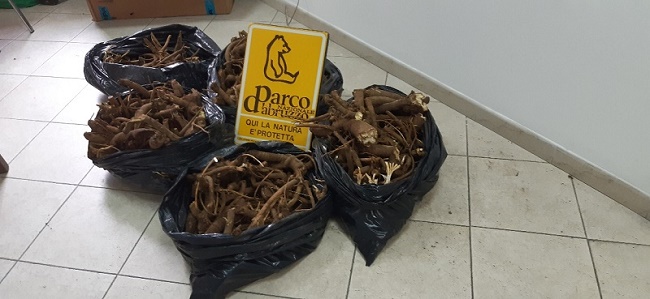 Genziana sequestrata