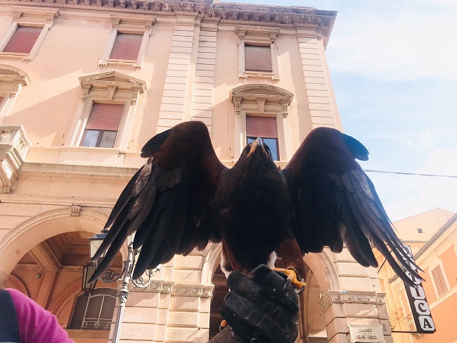 bird control chieti