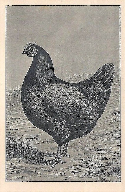 gallina stampa antica