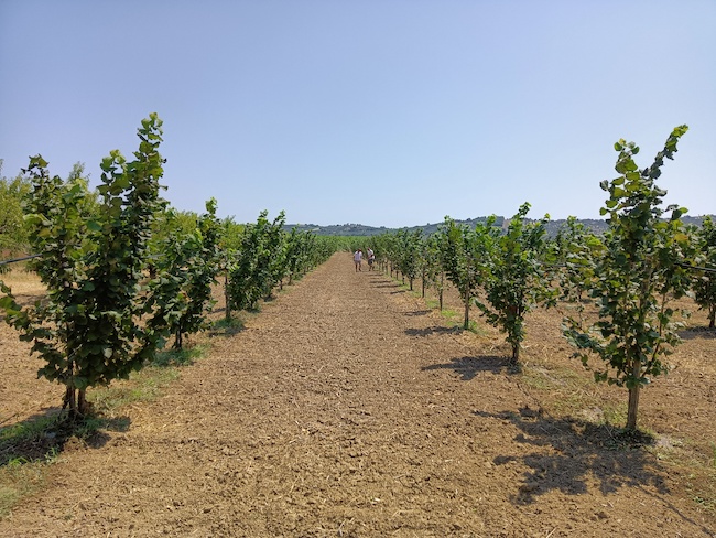 coltivazione val di sangro