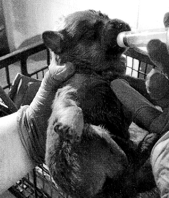 cuccioli salvati polizia