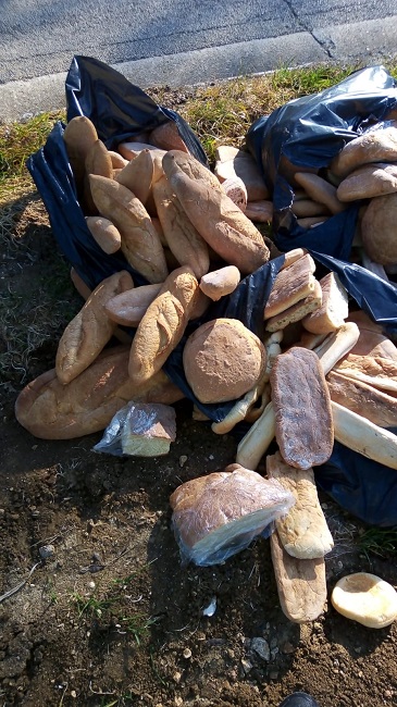 Pane