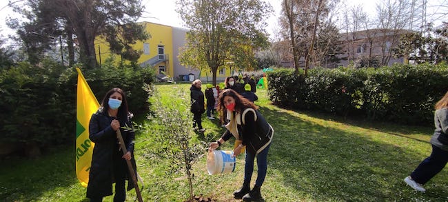 ulivo piantato pescara