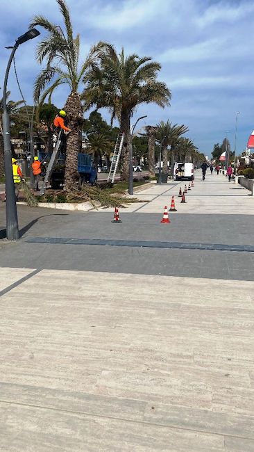 manutenzione palme lungomare roseto
