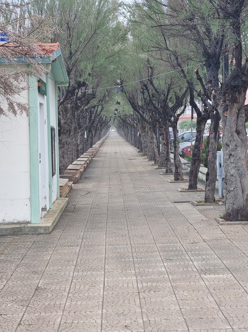 Viale delle Tamerici