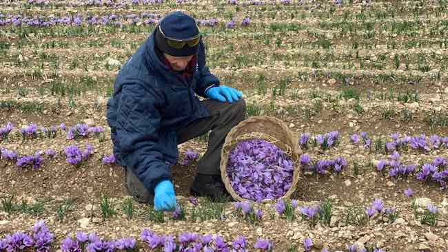 Raccolta Zafferano a San Pio delle Camere