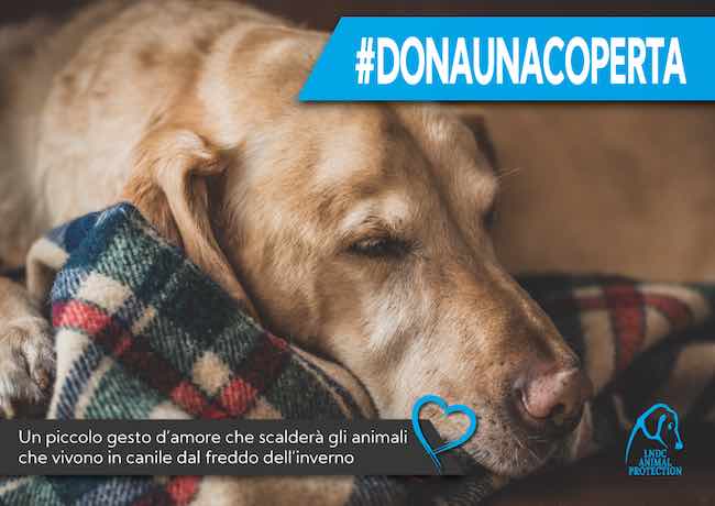 campagna dona una coperta 2022