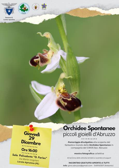 locandina Orchidee spontanee 29/12/2022 - 3