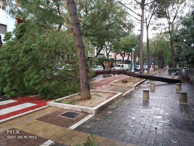 pino caduto in via margherita