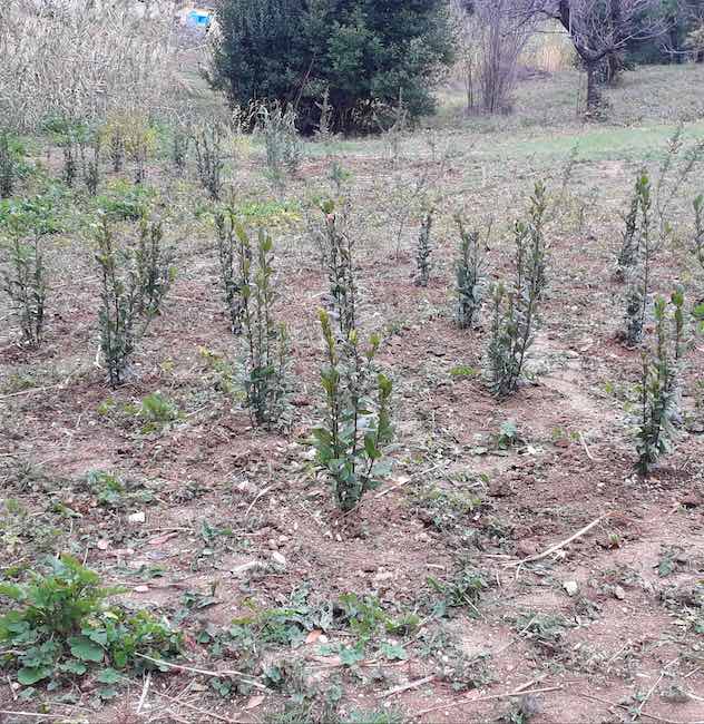 rimboschimento parco lauretum