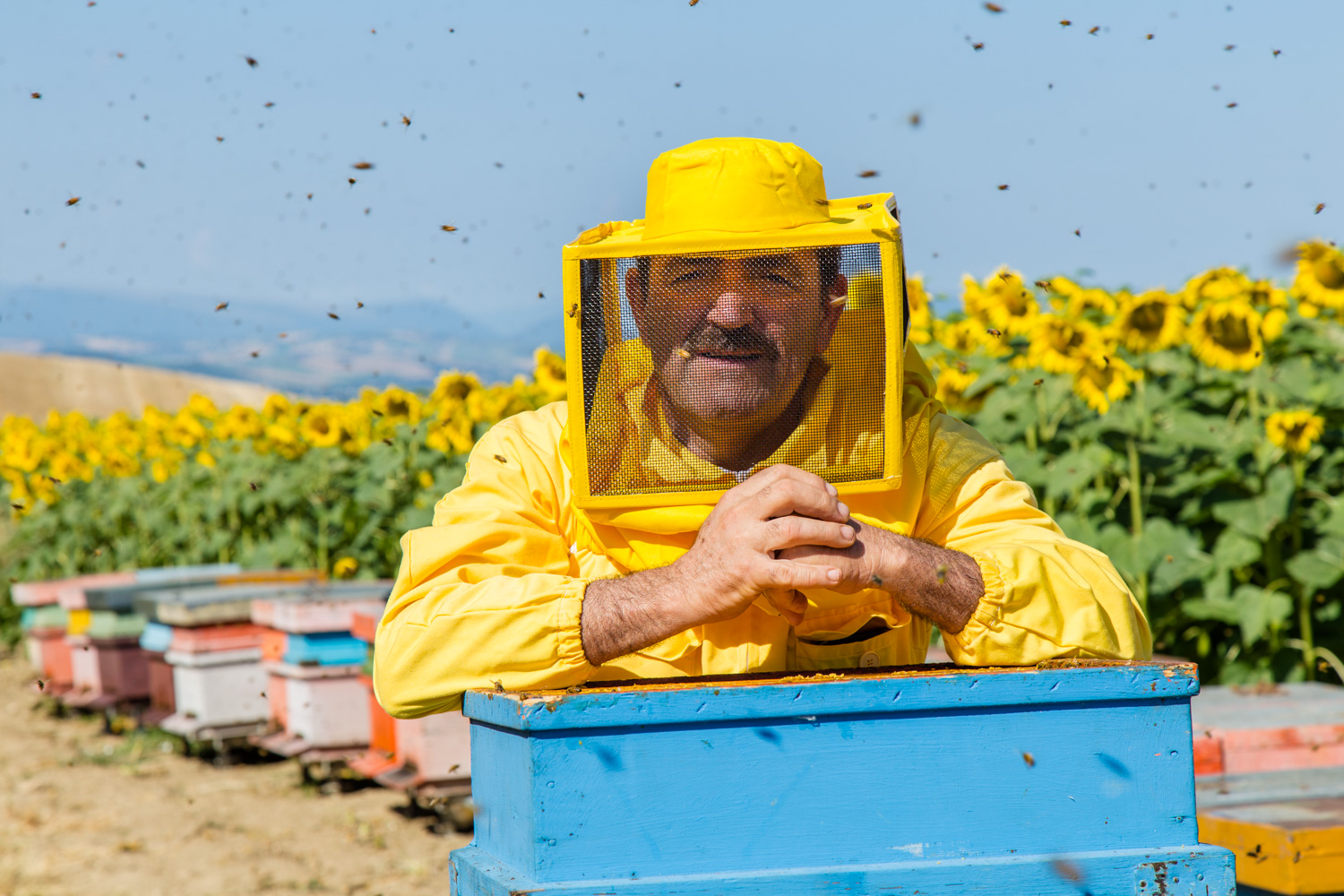 Apicoltura Finocchio