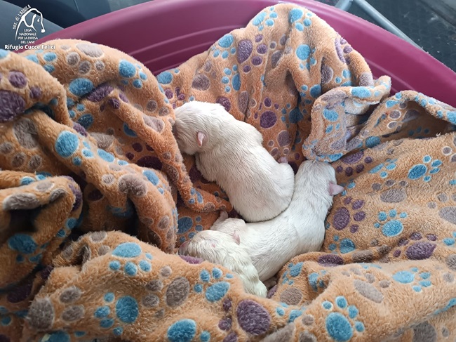 neonati 26 12 24 logo