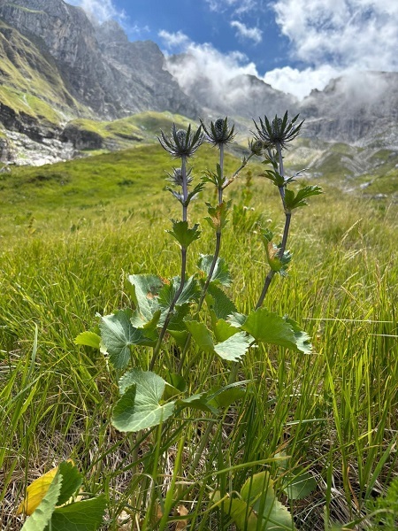 Eryngium alpinum