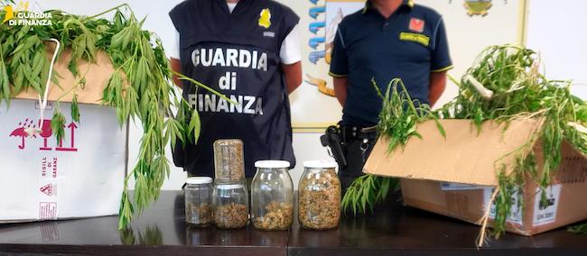 marijuana piantagione di cannabis