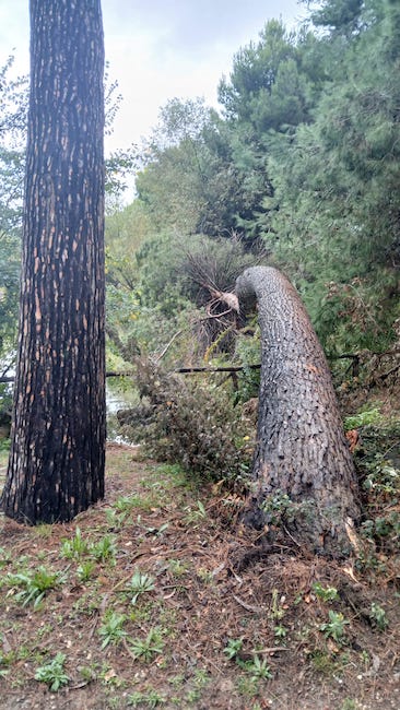 albero pineta pescara