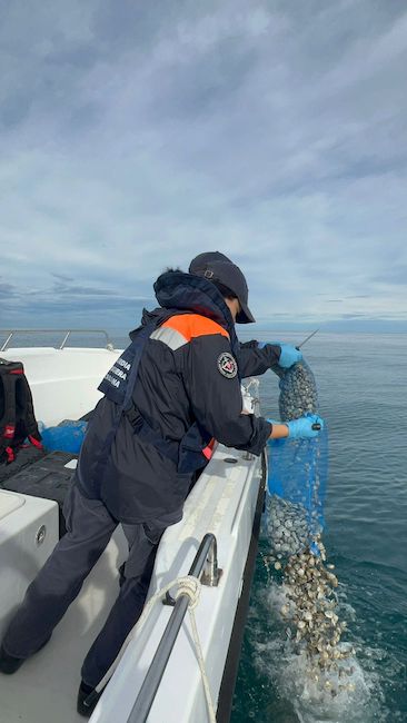 commercio illegale vongole vasto
