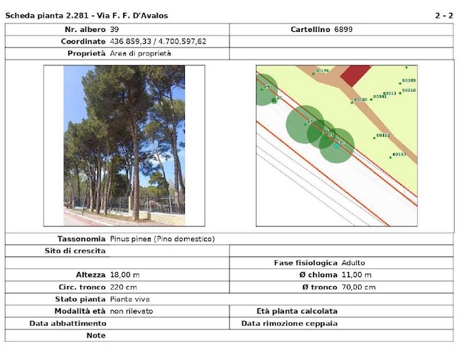 scheda albero d'avalos