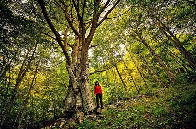 Francesca Camilla Damico