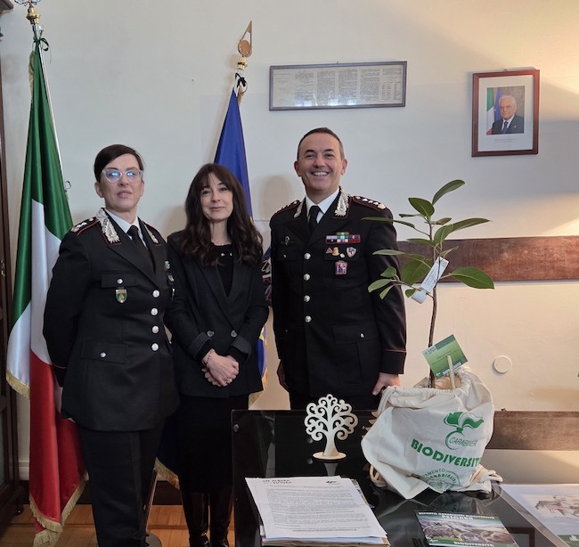 donazione albero di falcone