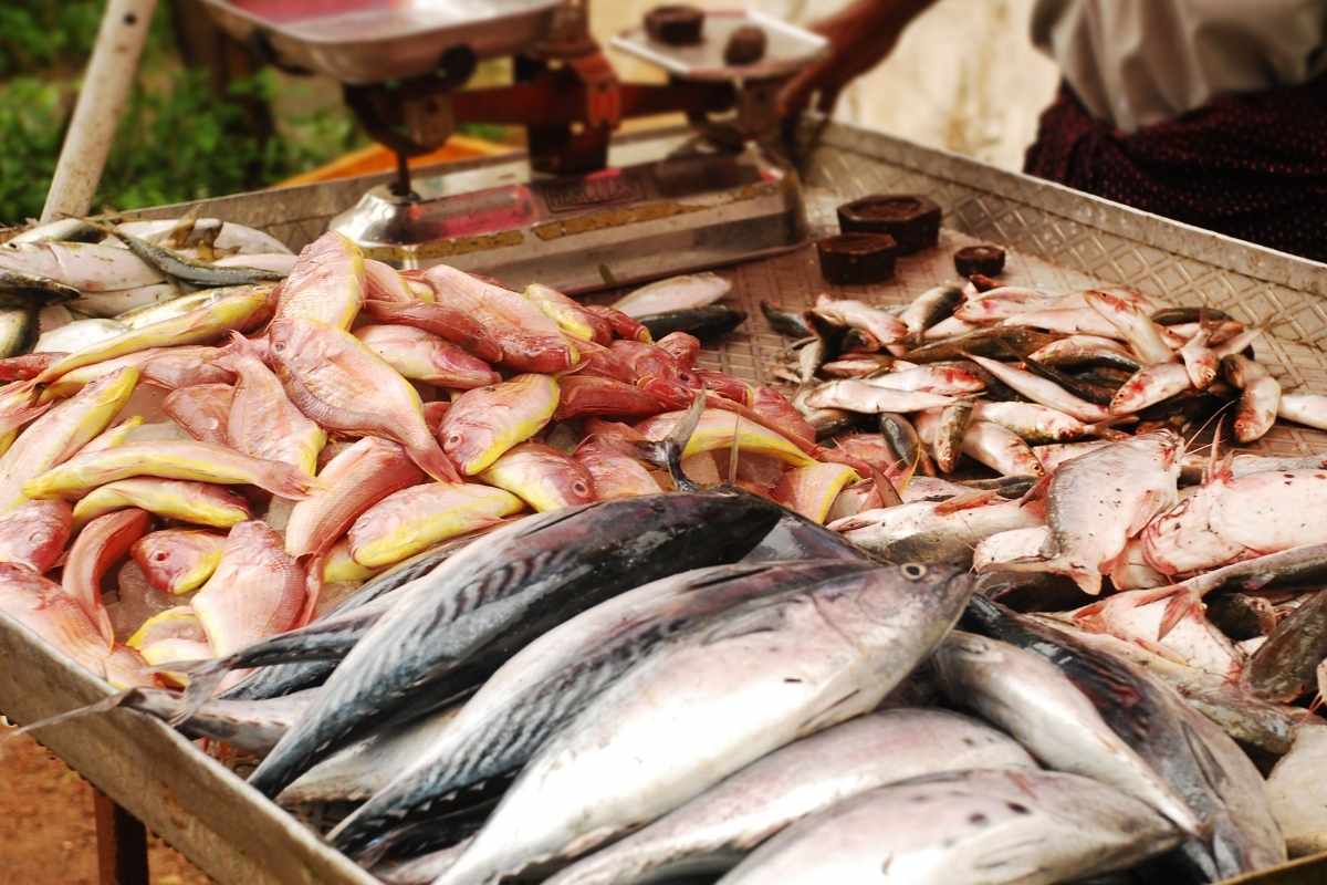 mercato ittico