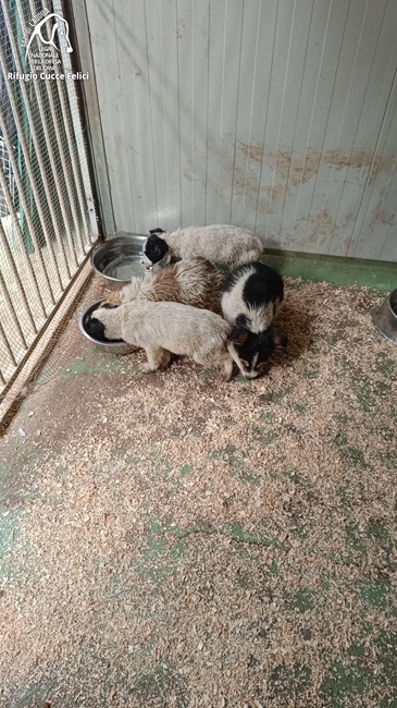 cuccioli abbandonati paganica II