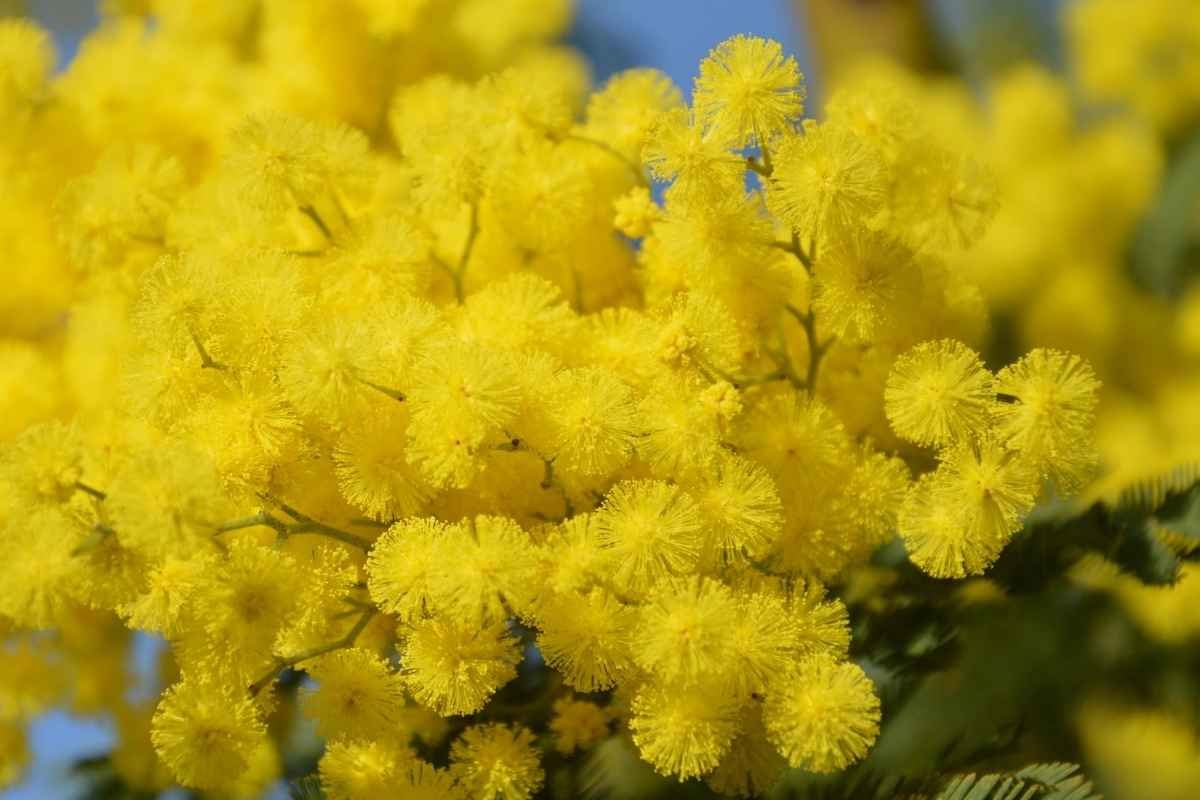 mimose