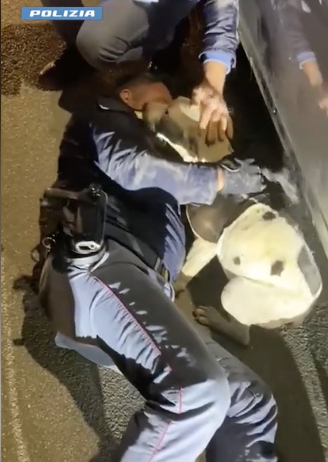 salvataggio cagnolino