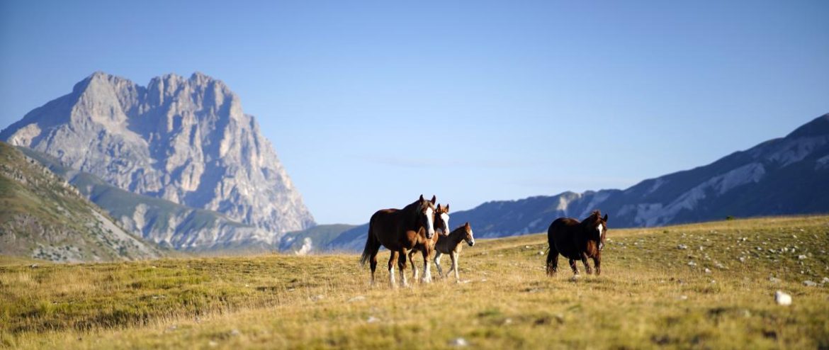 Polo Internazionale delle Razze da Tiro Barete