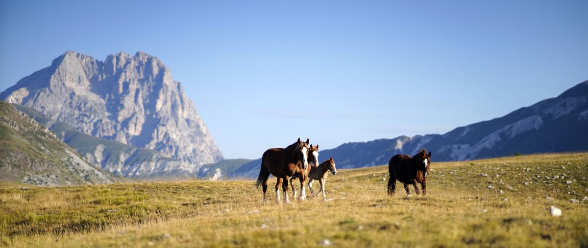 Polo Internazionale delle Razze da Tiro Barete