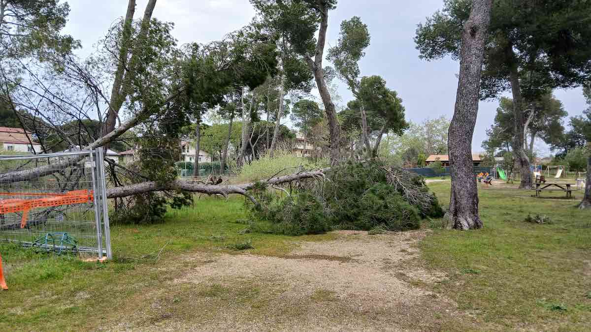 albero caduto pescara