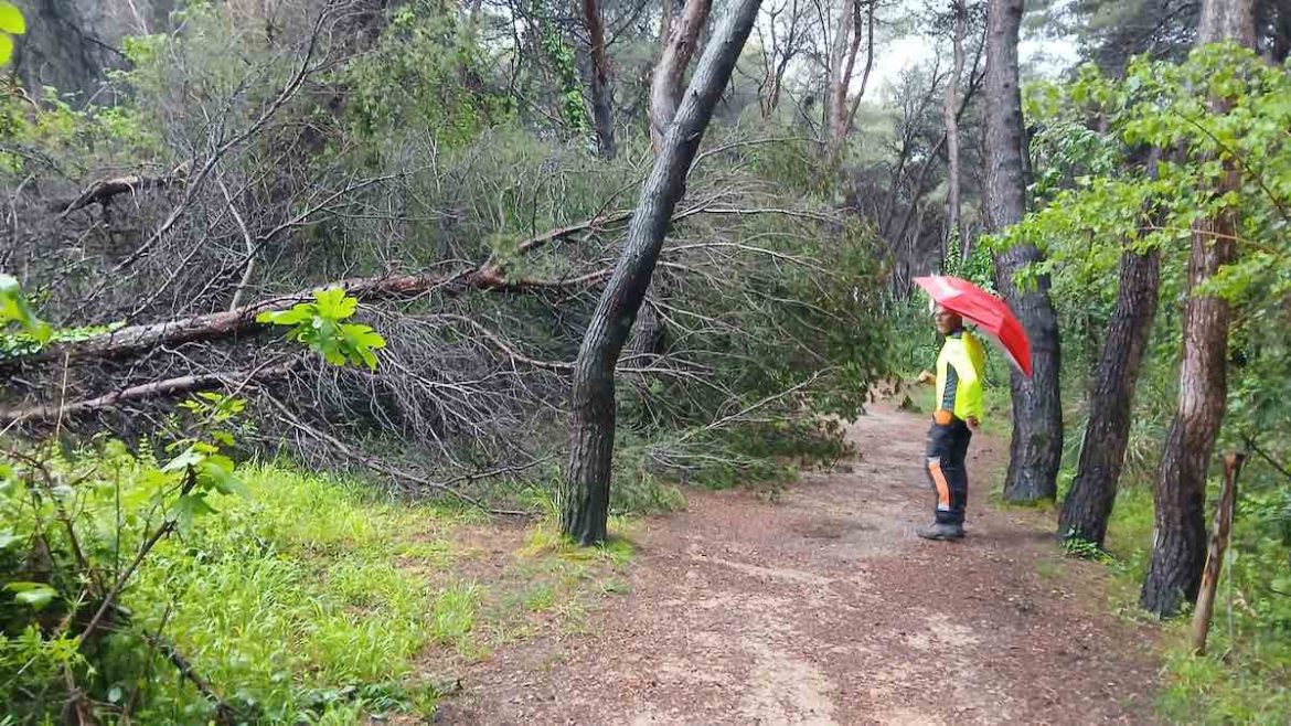 monitoraggio pineta pescara