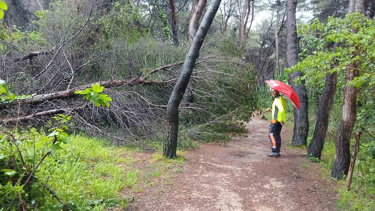 monitoraggio pineta pescara
