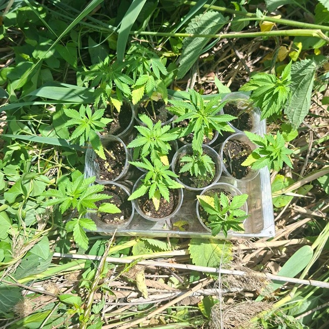 marijuana - GdF Pescara