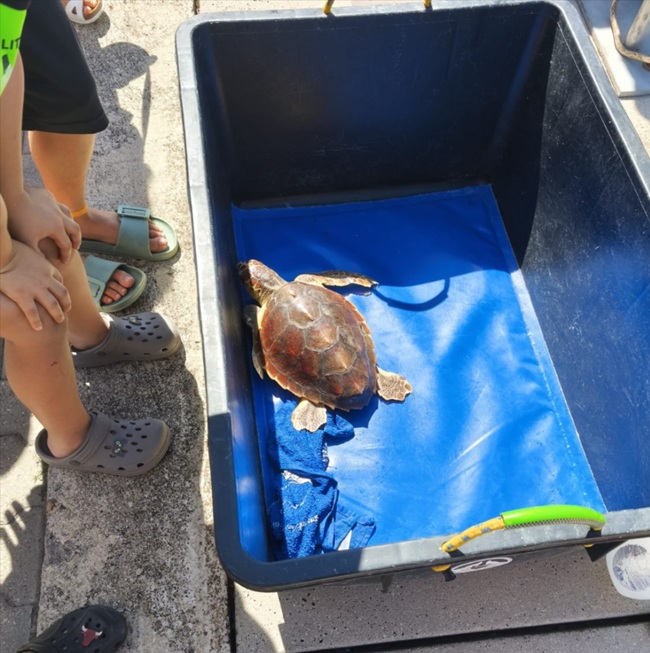 Italian Turtle Day 2026