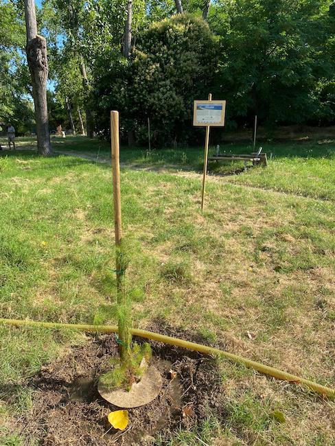azioni sul verde pineta dannunziana
