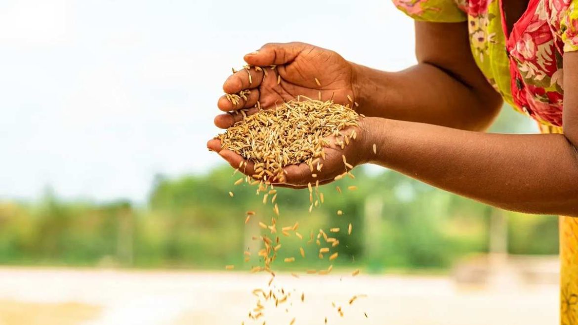 Progetto RESeed in Etiopia