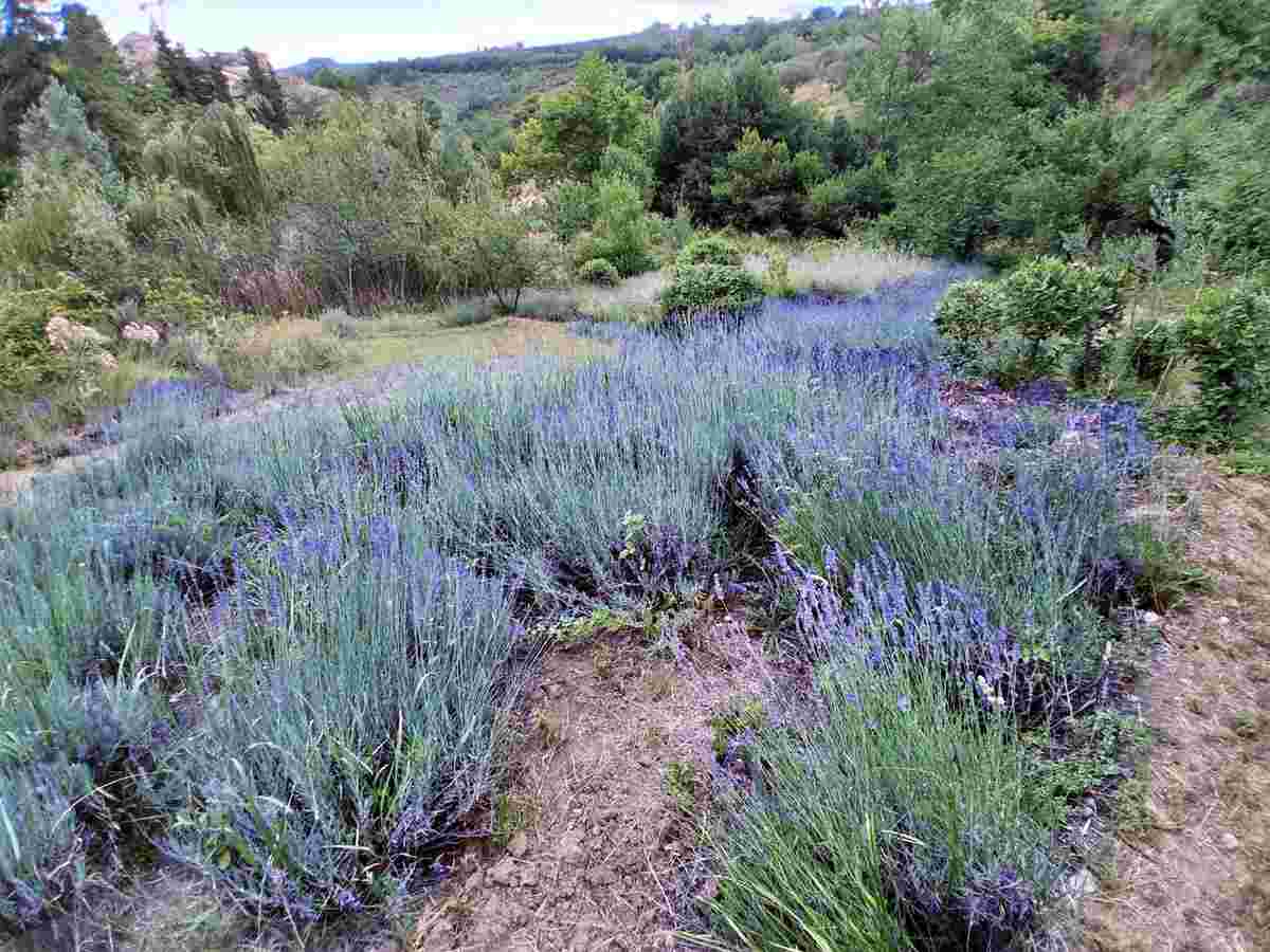 Lavanda Loreto Aprutino