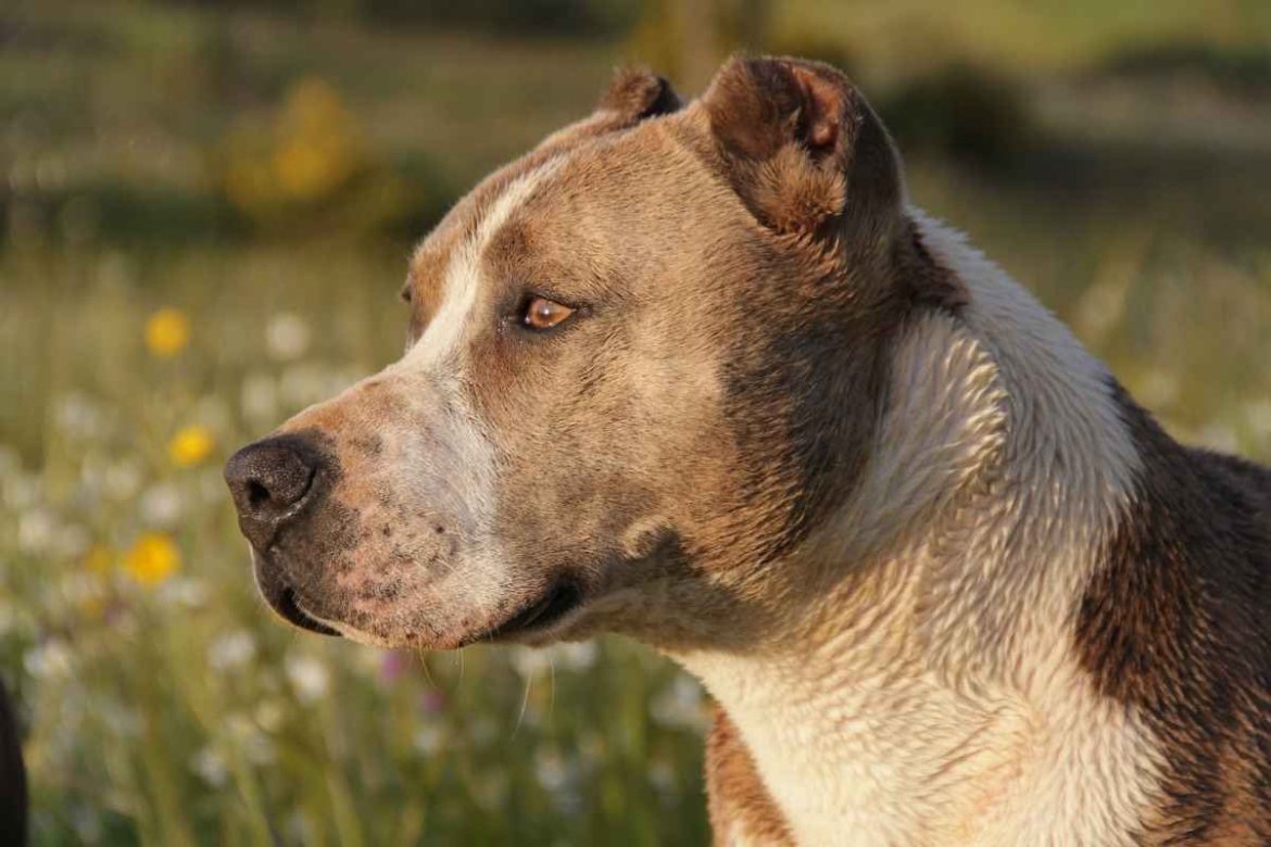 pitbull