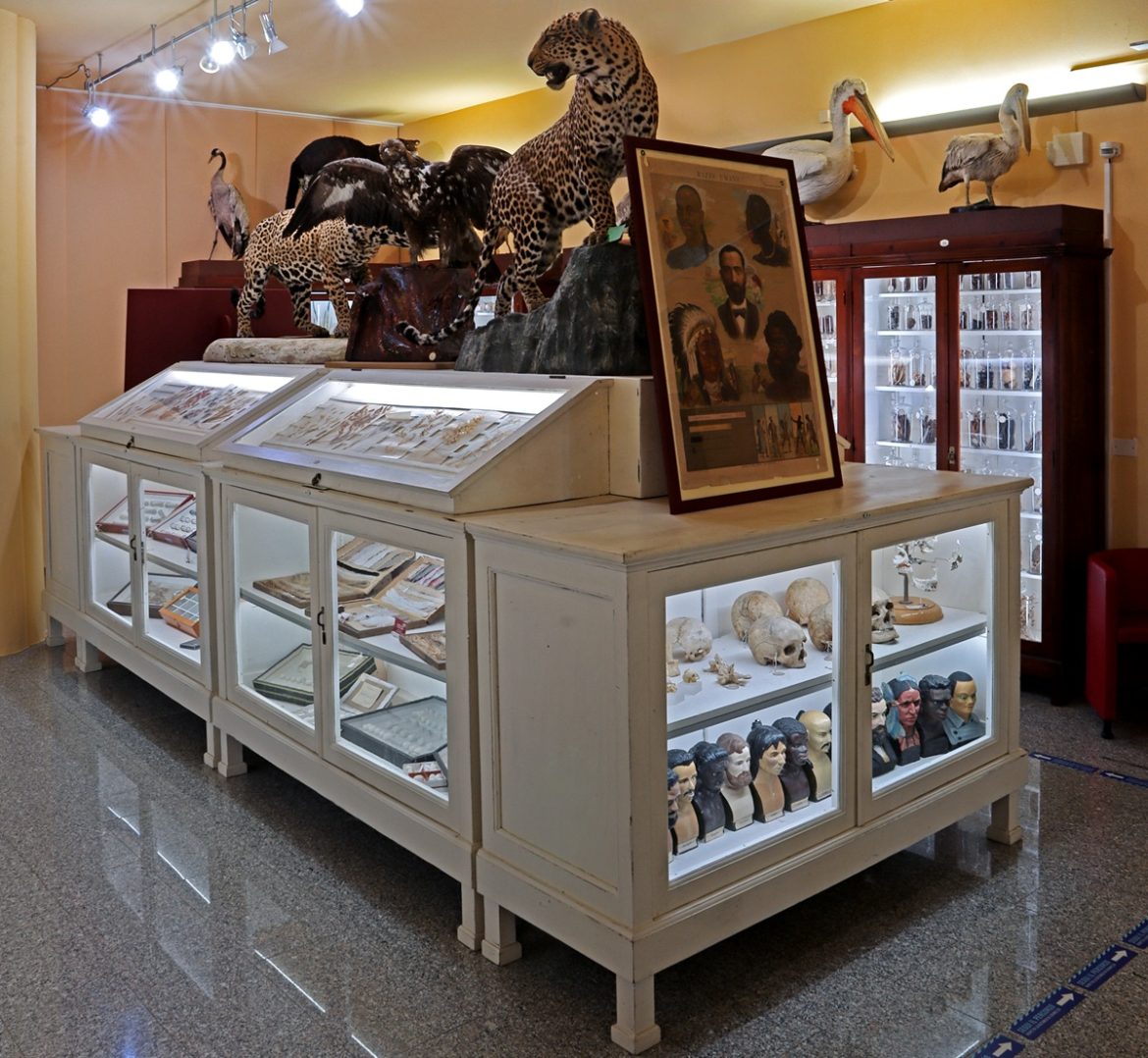 Foto - Teca espositiva Museo Universitario