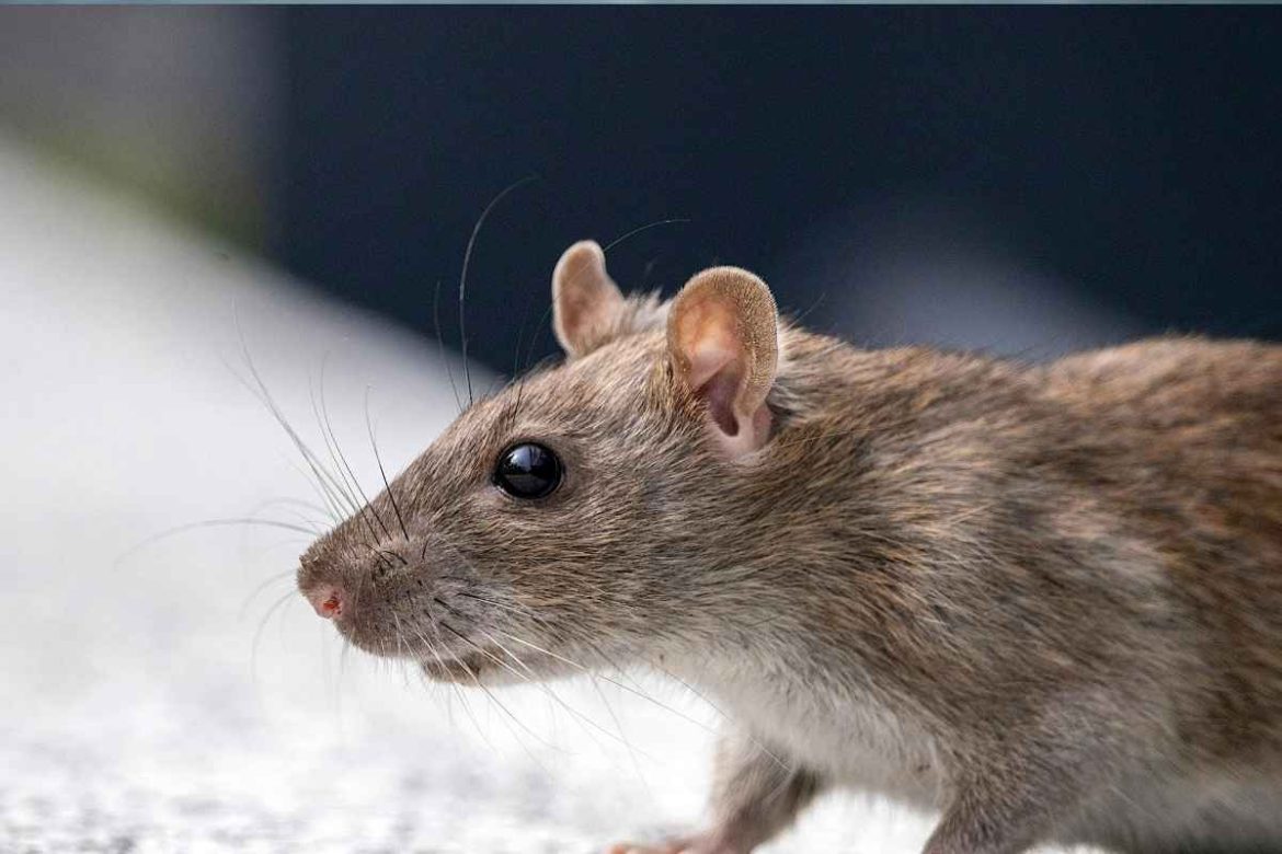 ratto derattizzazione