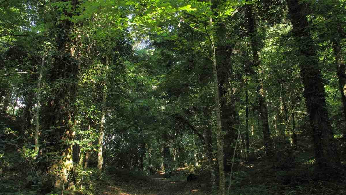 Foreste