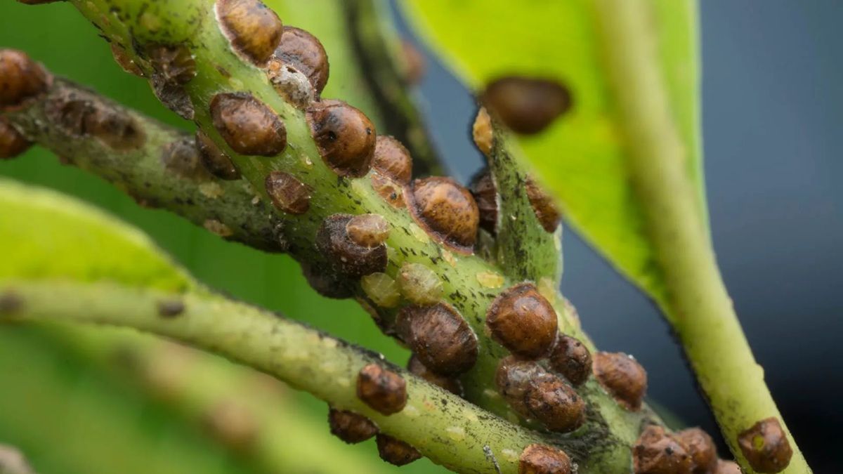 cocciniglia-tartaruga